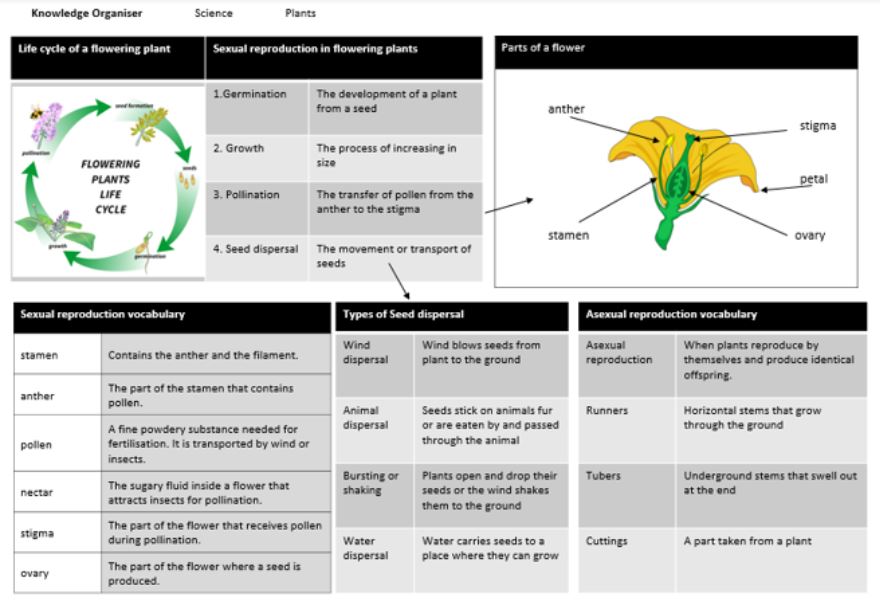 Figure 2 is an example of a knowledge organizer for 'Flowering plants live cycle' including a diagram showing the parts of a flower and vocabulary related to this topic. 