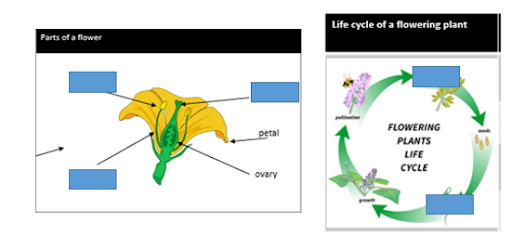 Figure 4 is an example of a retrieval practice activity using the knowledge organizer for 'Flowering plants live cycle'. It shows two diagrams labelled 'Parts of a flower' and 'Life cycle of a flowering plant' and some labels in the diagrams are left blank. 