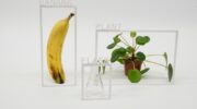 A banana, a plant and a flask on a monochrome surface, each one surrounded by a thin white frame with letters attached that spell the name of the objects.