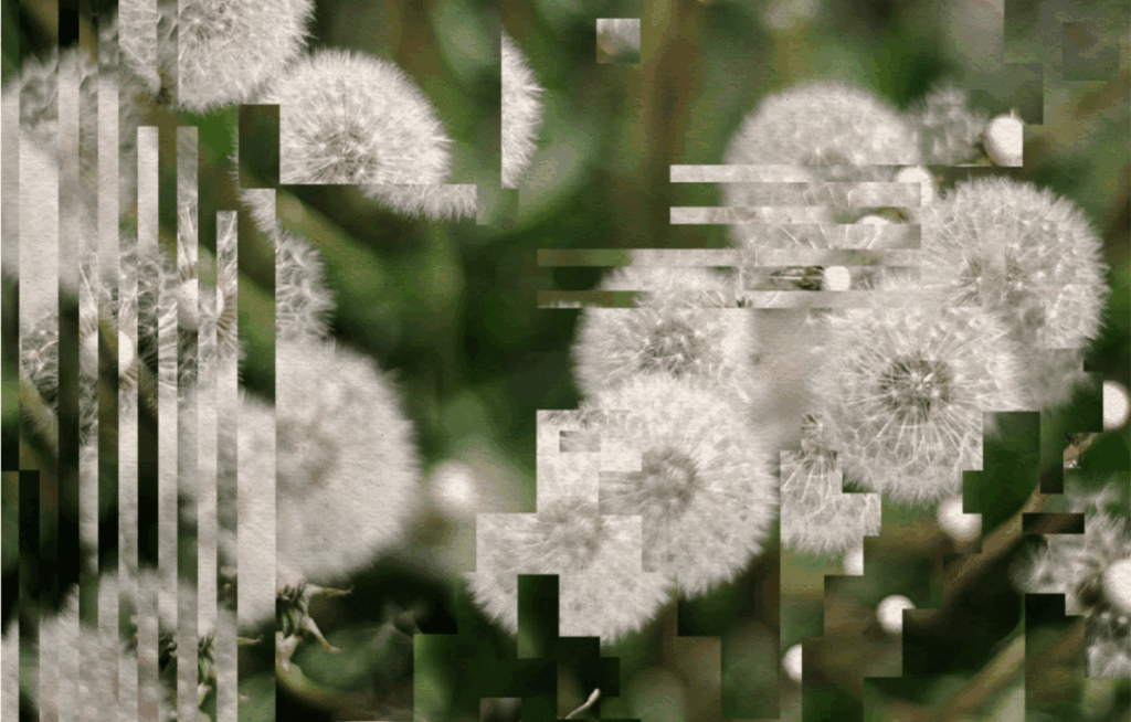 A close-up photo of some dandelions, but the image is slightly distorted by digital artefacts.
