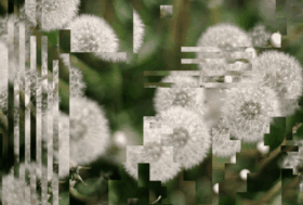 A close-up photo of some dandelions, but the image is slightly distorted by digital artefacts.
